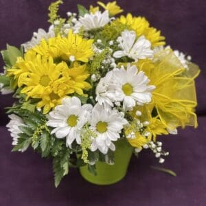 Fresh as a Daisy