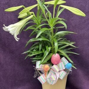 Easter Lily