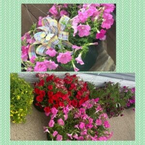 Hanging Baskets